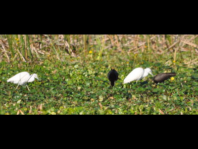 DSC_0337b.JPG