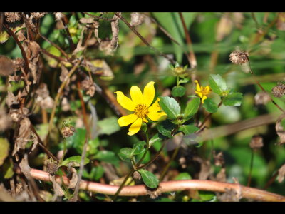 DSC_0339b.JPG