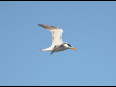 DSC_0377b.JPG