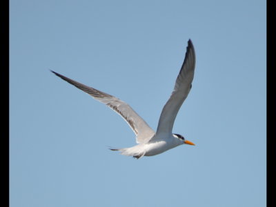 DSC_0380b.JPG