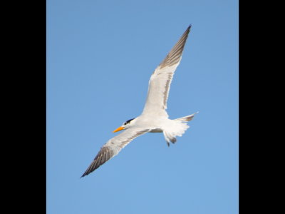 DSC_0383b.JPG
