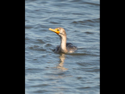 DSC_0410b.JPG