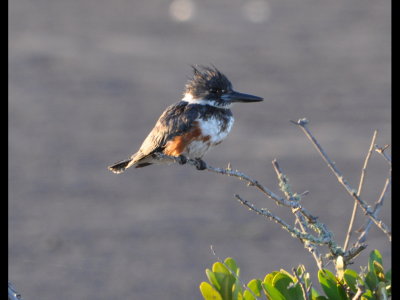 DSC_0510b.JPG