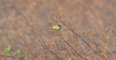 DSC_0003b.JPG