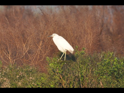 DSC_0009b.JPG