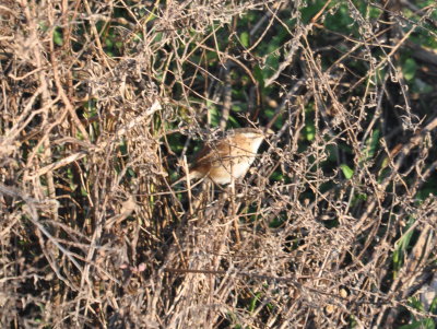DSC_0040b.JPG