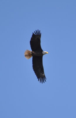 DSC_0276b.JPG