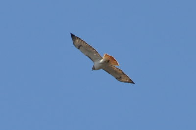 DSC_0314b.JPG