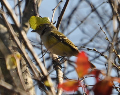 DSC_0362b.JPG
