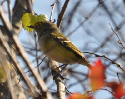 DSC_0363b.JPG