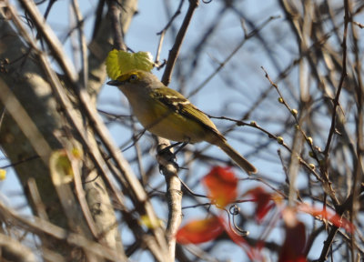 DSC_0366b.JPG