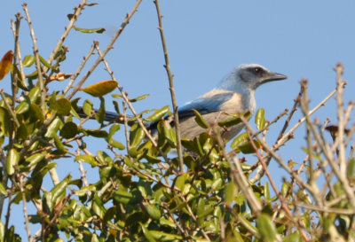 DSC_0432b.JPG
