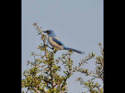 DSC_0461b.JPG
