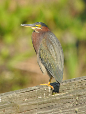 DSC_0546b.JPG