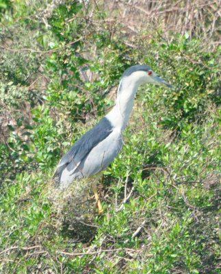 DSC_0579b.JPG