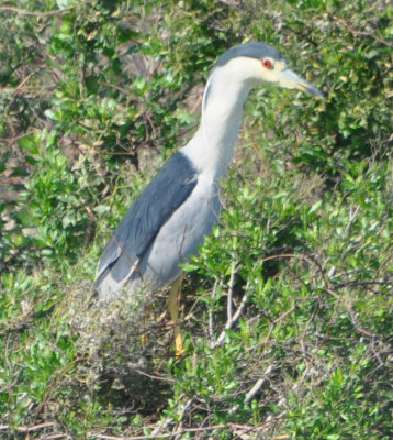 DSC_0585b.JPG