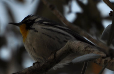 DSC_0614b.JPG