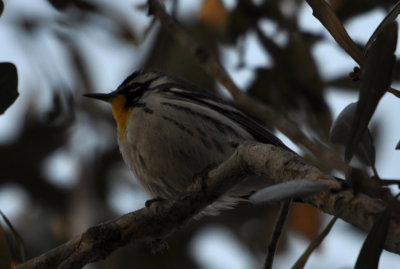 DSC_0619b.JPG