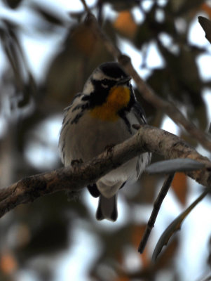 DSC_0635b.JPG