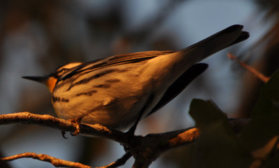 DSC_0647b.JPG