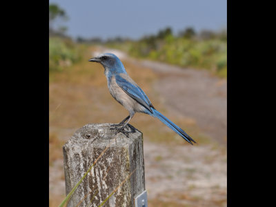 DSC_0093b.JPG