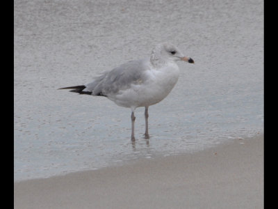 DSC_0174b.JPG