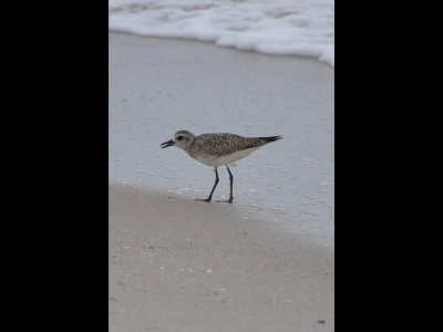 DSC_0189b.JPG