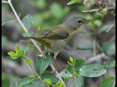 DSC_0398b.JPG