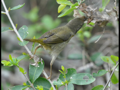 DSC_0401b.JPG