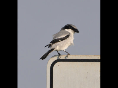 DSC_0458b.JPG