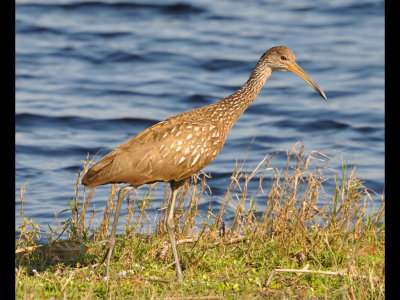 DSC_0476b.JPG