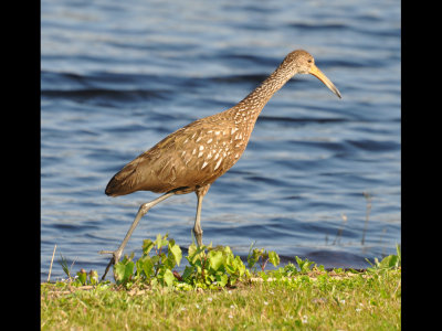 DSC_0484b.JPG