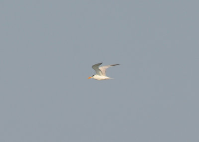 DSC_0593b.JPG