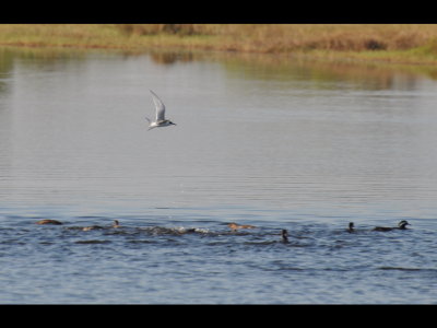 DSC_0141b.JPG