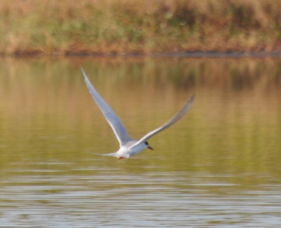 DSC_0151b.JPG