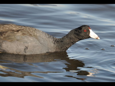 DSC_0326b.JPG