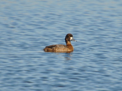 DSC_0379b.JPG
