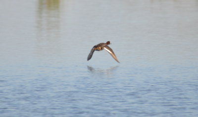 DSC_0390b.JPG