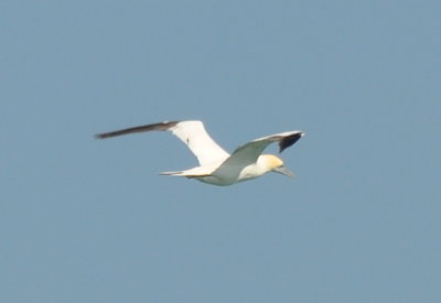 DSC_0422b.JPG
