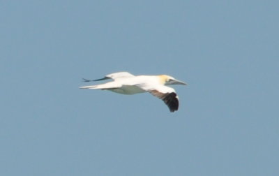 DSC_0426b.JPG