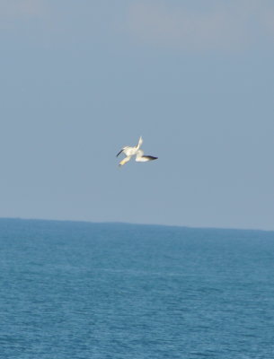 DSC_0457b.JPG