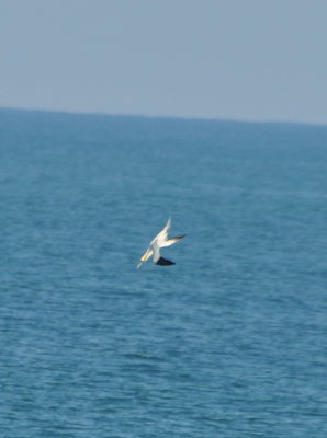 DSC_0458b.JPG
