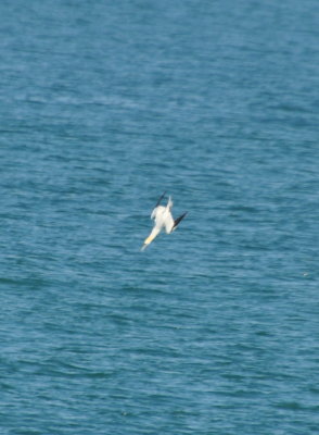 DSC_0459b.JPG