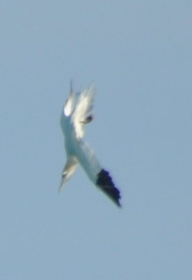DSC_0568b.JPG