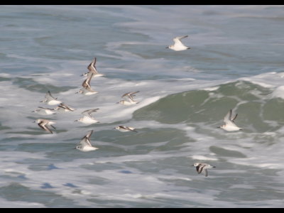 DSC_0654b.JPG