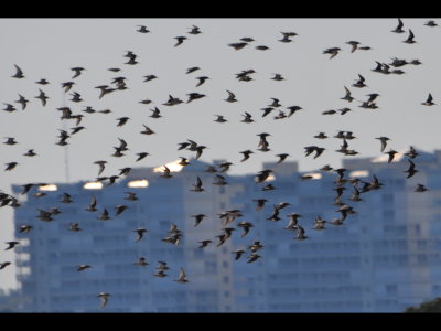 DSC_0699b.JPG