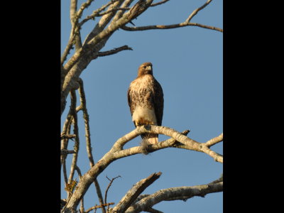 DSC_0835b.JPG