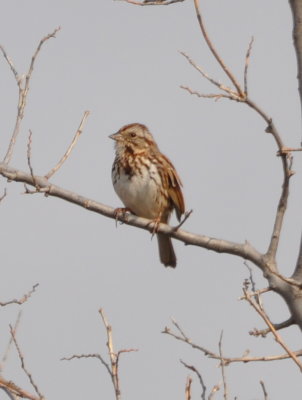 Southwest Oklahoma OCAS Birding Trip, March 29-31, 2013