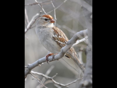The other cheek of the White-Crowned Sparrow at Salyer's Lake, OK