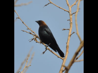 Brown-Headed Cowbird at Crowder Lake near Colony, OK